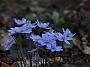 Hepatica nob.Eisacktal